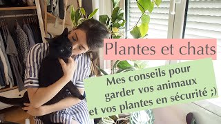 Plantes et chats  Comment les éloigner de nos plantes [upl. by Dreher]