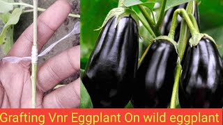 Grafting Vnr 212 Eggplant On wild eggplant part 1 grafting vnr212 eggplant [upl. by Staten]