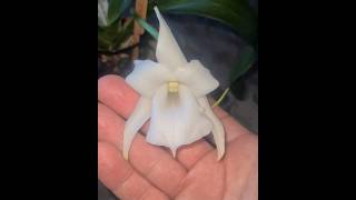 💚 Angraecum magdalenae a species orchid blooming here it took 3 years [upl. by Hibbs]