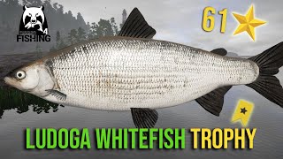 Ludoga Whitefish Trophy at Ladoga Lake  Russian Fishing 4 rf4 [upl. by Ahso]