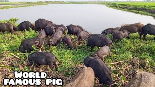 natural animal farmingherdsmans are pig grazing in our wonderful mud naturepeppa pig dikhaiye [upl. by Nytsirhc]