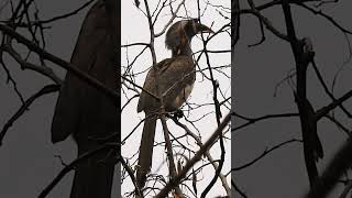 Call of gray hornbill birds nature wildbirdphotography shortsviral shorts shortvideo hornbill [upl. by Aronoff]