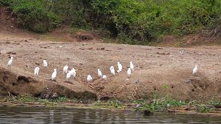 cattle egrets dot the shore with a goliath heron [upl. by Epolulot732]