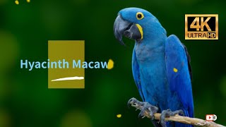 Hyacinth Macaw 4K [upl. by Rammus]