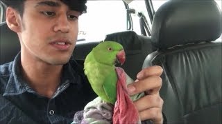 CUTE INDIAN RING NECK PARROT ROADSIDE RESCUE  getting him to rehab  Wildly Indian [upl. by Nylessoj]