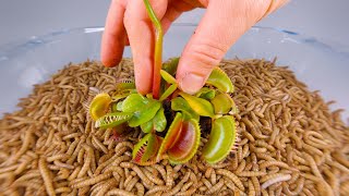 10 000 Mealworms vs VENUS FLYTRAP [upl. by Silbahc]