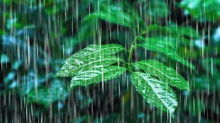 Rainfall on Forest Foliage  Rainstorm Sounds for Sleeping [upl. by Einiar]