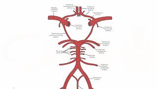 Neurology Anatomy and Physiology Part 6  Cerebral Arteries Cortical Distribution [upl. by Eicyac742]