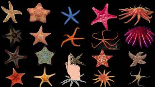 Different types of starfish [upl. by Belva]