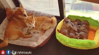 Rare sighting of daddo close to potats  Shiba Inu puppies [upl. by Kingdon]