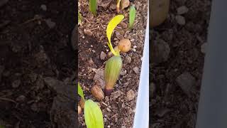 Clivia seeds sprouting [upl. by Mahla]