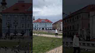 Chasing pidgins romania travel [upl. by Meibers]