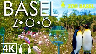 BASEL ZOO Tour Best Zoo in Switzerland  Walking Tour 4K [upl. by Tellford]