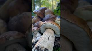 Pilze in der Steiermark🇦🇹AUSTRIA MUSHROOMING 🍄✅ [upl. by Robbi155]