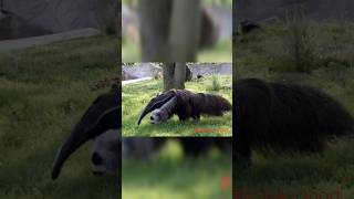 Fact about of Giant anteaterবোকা  দা 😄 বানানো প্রাণী।Rohan shortgiant anteater attack [upl. by Frederik316]