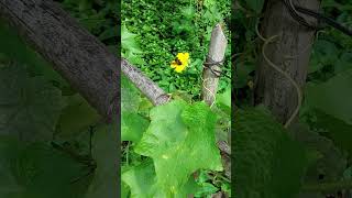 Yellowbanded Carpenter Bee Mesothrichia Xylocopa on Patola Luffa aegyptiaca bee carpenterbee [upl. by Edholm]