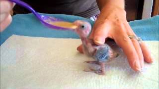 Baby Parrotlet Spoon FeedingTropical Wings Parrot Place [upl. by Cheatham89]