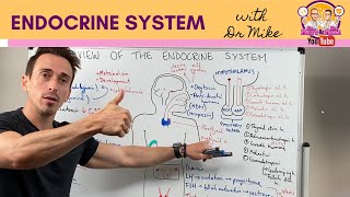 Overview of the Endocrine System [upl. by Renick]