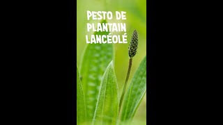 Pesto de plantain lancéolé [upl. by Ellegna109]