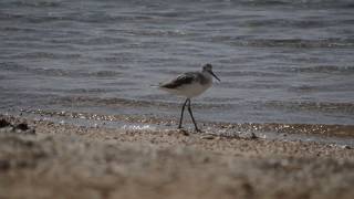 Common greenshank in Ras Muhammad National Park [upl. by Ahsilet]