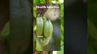 Benefits of bilimbi fruit [upl. by Tarah]