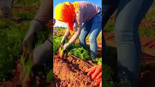 Healing rural lifepickingfruitvegetablerural lifefarmingplantingagricultureenjoy rural life [upl. by Teferi]