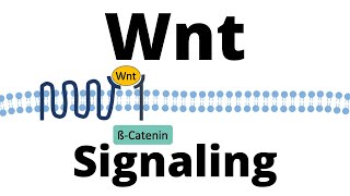 Wntßcatenin Signaling Pathway [upl. by Naitsihc]