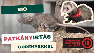 Patkányvadászat görényekkel és kutyákkal [upl. by Sandy]