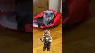 Cat Dance 😱£€ cat pet dance bts usa [upl. by Conti366]