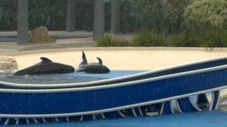 Dolphin stuck at SeaWorld Orlando FL [upl. by Aicirtak823]