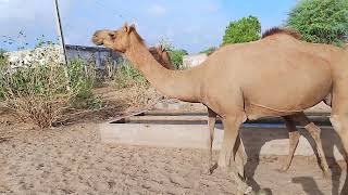 camel thar desert animals walking beautiful camel 🐪🐪camelthar beautyofthar animals naturelover [upl. by Falk]