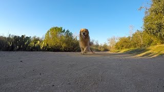 Oshie Loves Going For Walkies  Golden Retriever VLOG [upl. by Fonz]