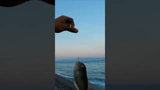 Pettine di quasi 300 grammi preso a surfcasting dalla riva fishing fishingsea beach [upl. by Bang]