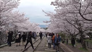 京都 桜満開の中で 永観堂禅林寺～南禅寺～琵琶湖疎水記念館近くの蹴上インクライン Nanzenji temple  Keage Incline  Kyoto [upl. by Nevur]