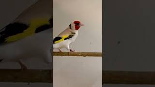 Major Goldfinch [upl. by Akcemat660]