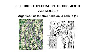 4 Le système endomembranaire  Thème  Organisation fonctionnelle de la cellule [upl. by Etolas]