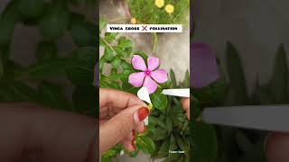 How to vinca cross pollination trending flowers youtubeshorts [upl. by Sulrac]