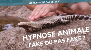 COMMENT HYPNOTISER LES ANIMAUX  LQPB 20 [upl. by Luelle]