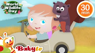 Animals for Kids  Bear Lion Monkeys and more 🦊 🦒  Wild Animals Videos  Animals CartoonsBabyTV​ [upl. by Enitsirt]