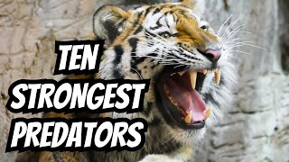 Top 10 Strongest Predators in the Wild Natures Most Powerful Hunters [upl. by Phail]