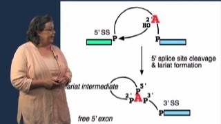 Splicing Mechanism  Melissa Moore U MassHHMI [upl. by Clayberg487]