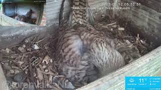 Live Stream Nest Cam Kestrel Nest Box Torenvalk Nestkast [upl. by Goldstein]