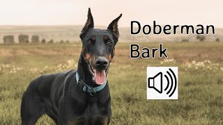 Doberman barking sound  Aggressive Doberman [upl. by Aver]