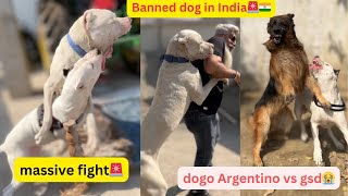 Dogo Argentino fight🚨our dogs are banned by government🇮🇳meetingrowdyrotts8032❤️ [upl. by Ahsirat]