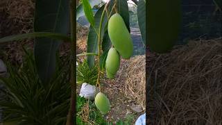 thai Banana Mango farming🇮🇳All Fruit Plant Available For Sale🌳Contact7679595624 👉🚛🚇✈️ [upl. by Maddock]