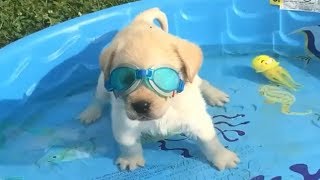 Retrievers Make It Better  Funny Puppy Videos 2018 [upl. by Akahs358]