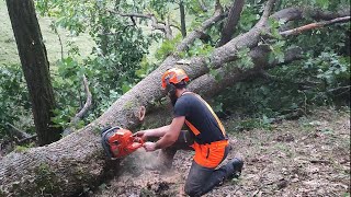 Bucking With Chainsaw Husqvarna 372xp  AXEHOLE LOGGER 💪 [upl. by Yesdnyl]