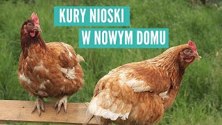 Jak wygląda życie kur uratownych z fermy  4 miesiące później [upl. by Matthaus]