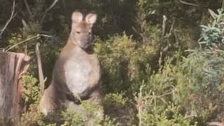 Tasmanian Bennetts Wallaby having breakfast Full video [upl. by Eyla]