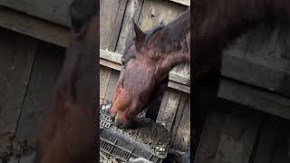 ¡¡Salva al caballo abandonado y hambriento con un cuerpo débil animalrescue horselover horse [upl. by Gagne]